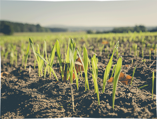 <strong>Biodynamics</strong>