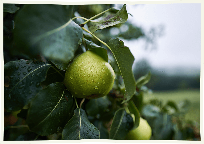 The cost of <strong>organic farming</strong>