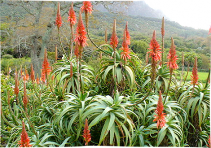 Aloe-arborescens-Andrew-Massyn