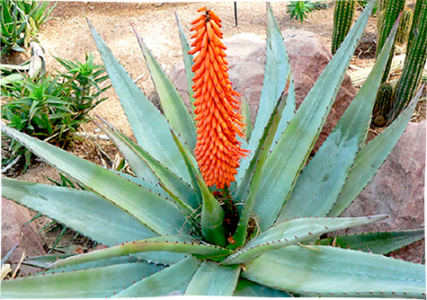 Aloe-ferox-Stan-Shebs