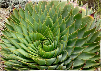 Aloe-polyphylla