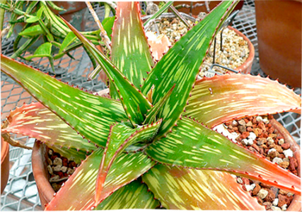 Aloe-somaliensis-Stan-Shebs