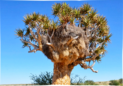 aloe-dichotoma