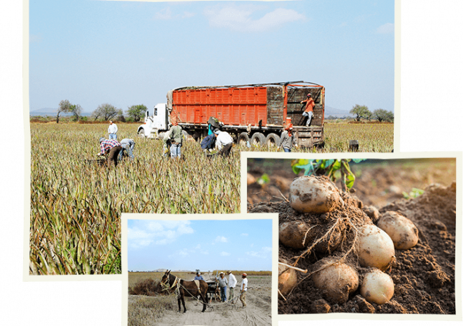 Organic farming around the <strong> world</strong>