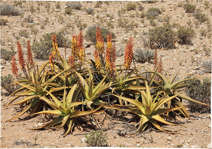 puraloe-aloe-savane