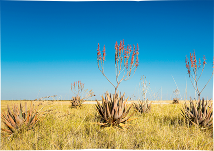 puraloe-aloe-savane