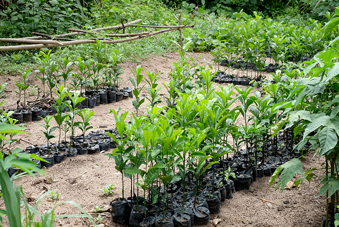 Plantation d'arbre - Noé