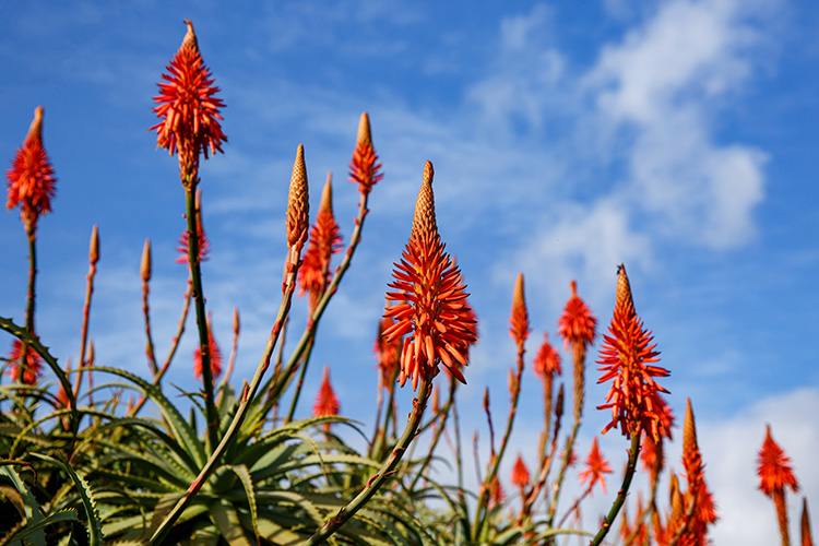 Aloé arborescens en fleur