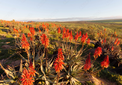 Aloé arborescens dans la savane