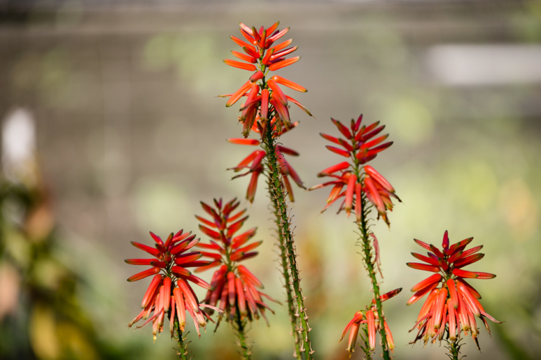 Aloé arborescens en fleur